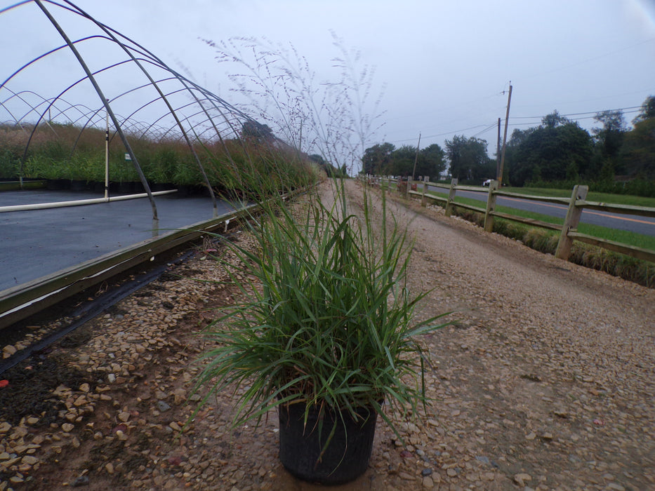 Prairie Sky Switchgrass