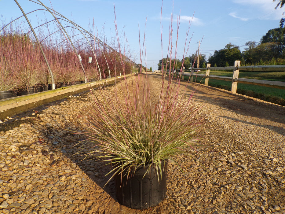Chameleon Little Bluestem Grass
