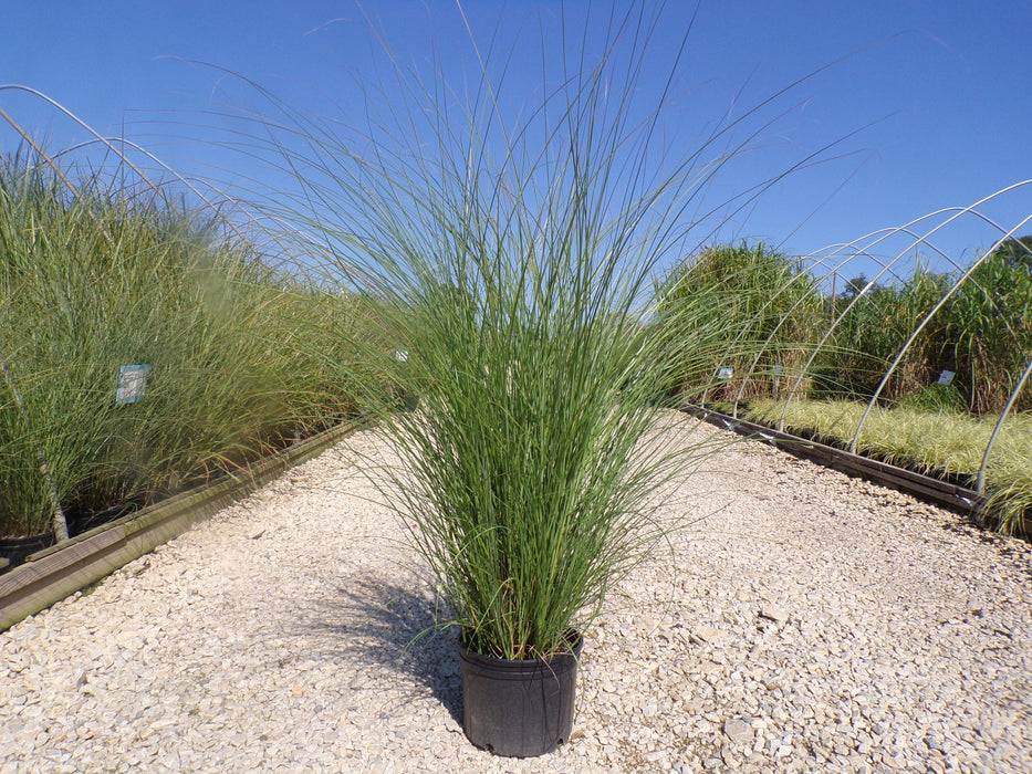 Scout™ Maiden Grass