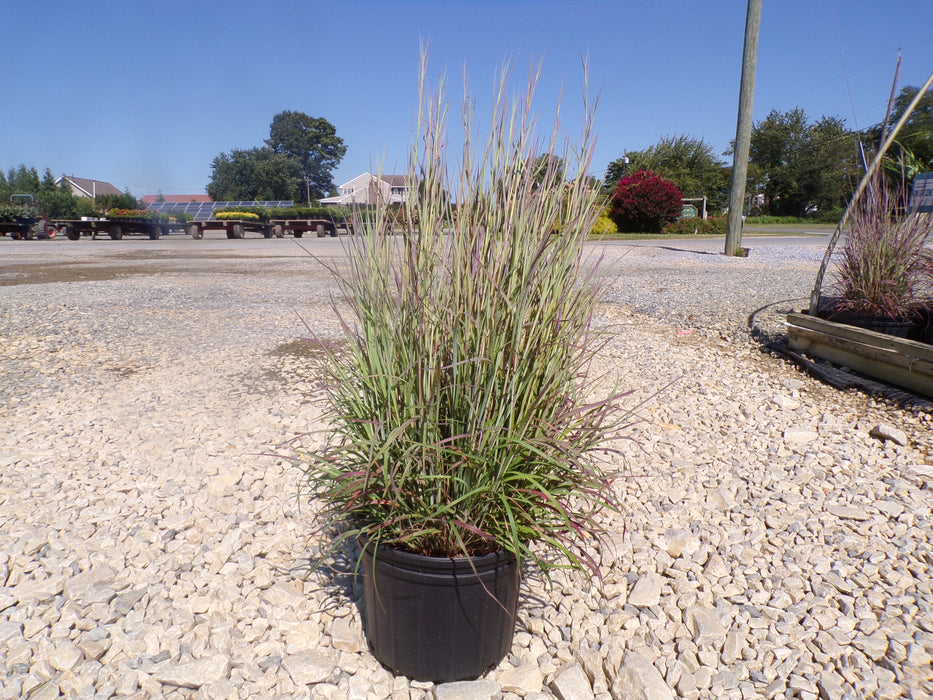 Twilight Zone Bluestem Grass