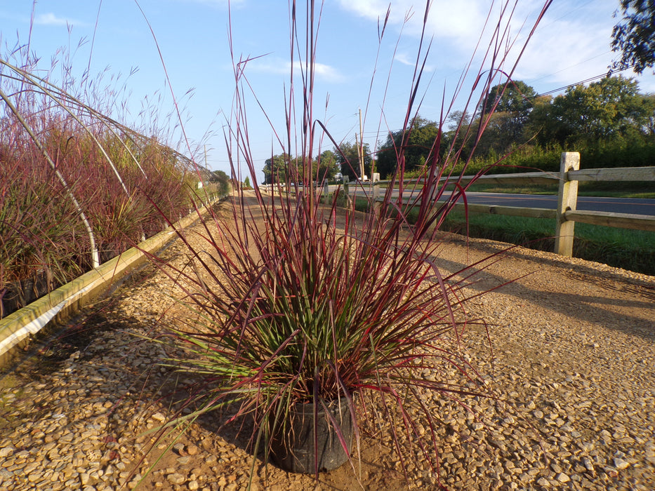 Red October Big Bluestem Grass