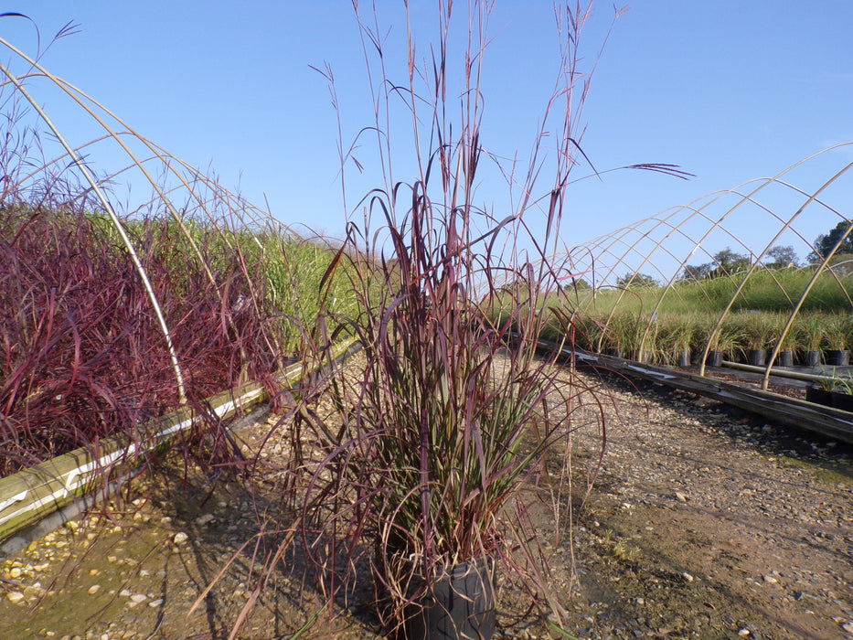 Blackhawks Big Bluestem Grass