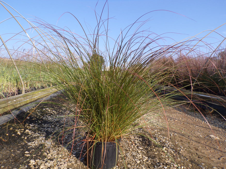 Cappuccino Sedge Grass
