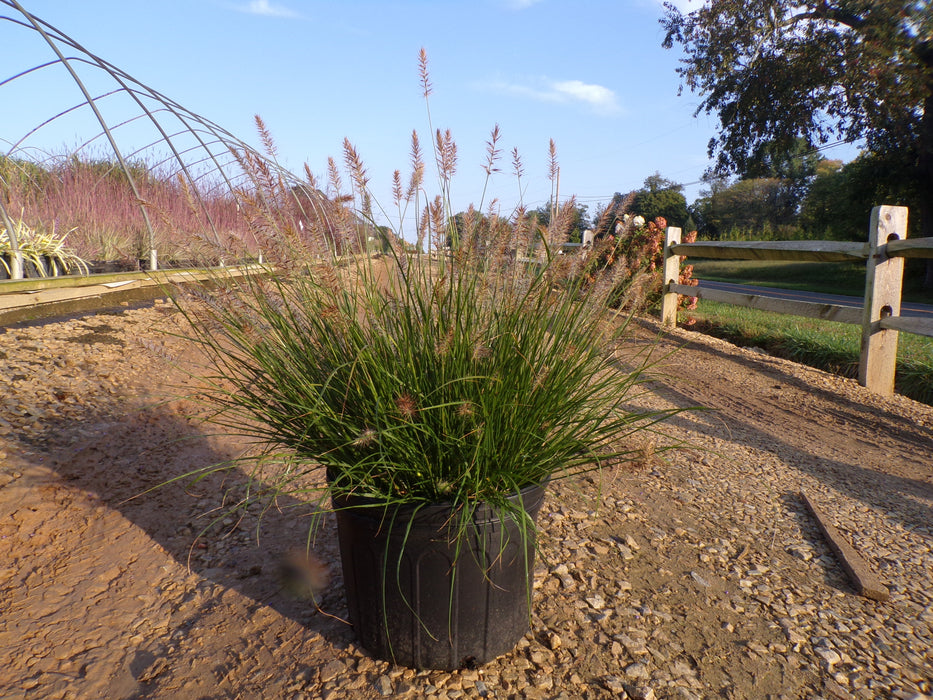 Little Bunny Dwarf Fountain Grass