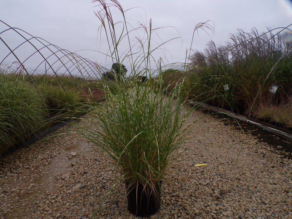 Little Zebra Dwarf Maiden Grass