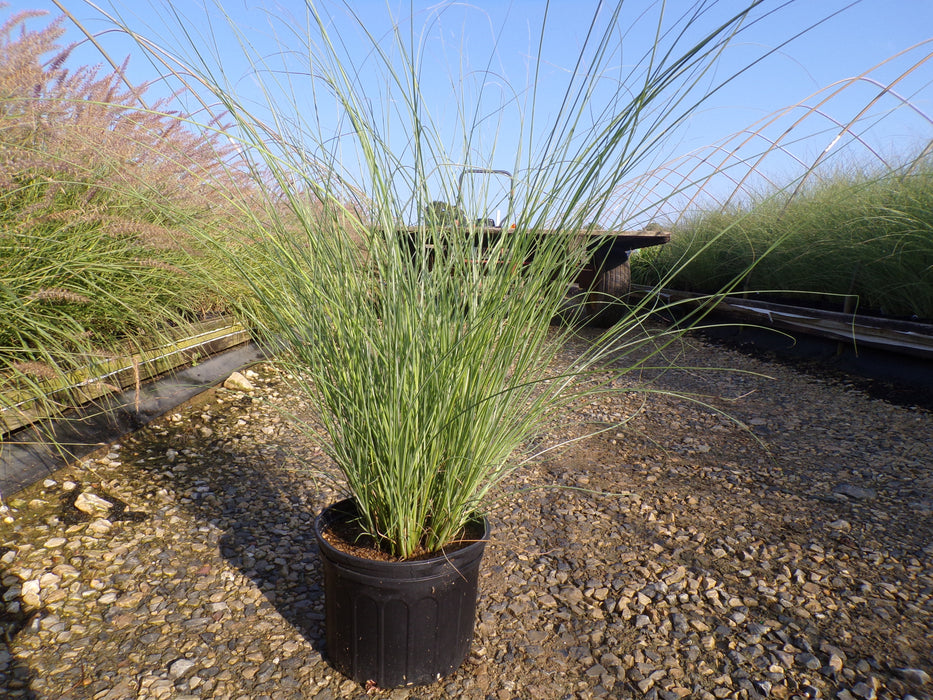 Morning Light Maiden Grass