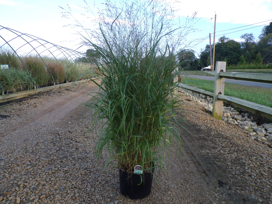 Heavy Metal Switchgrass
