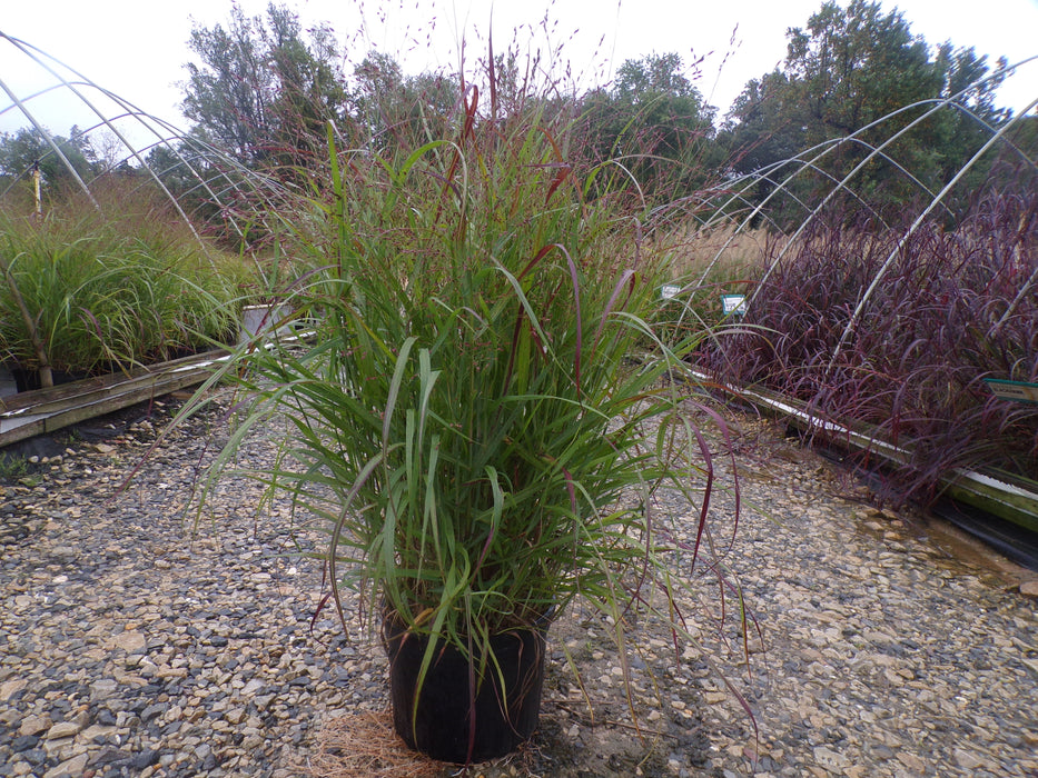 Shenandoah Switchgrass