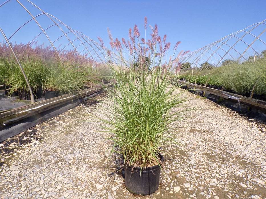 Karley Rose Fountain Grass