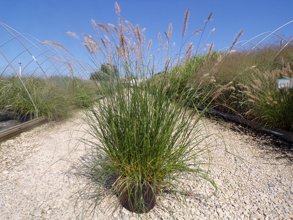 Praline Fountain Grass