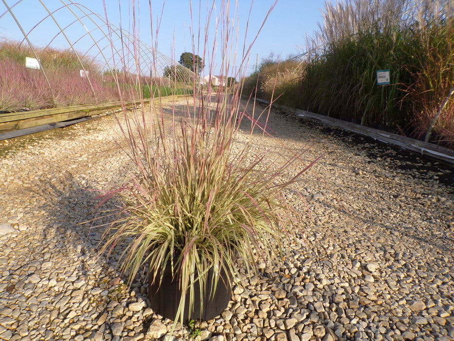 Shining Star Bluestem Grass