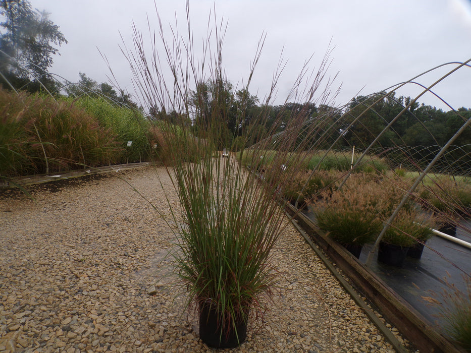Standing Ovation Bluestem Grass
