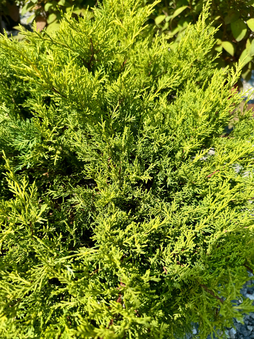 Gold Coast Juniper
