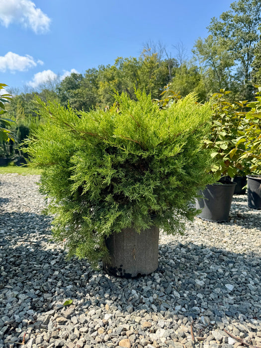 Gold Coast Juniper