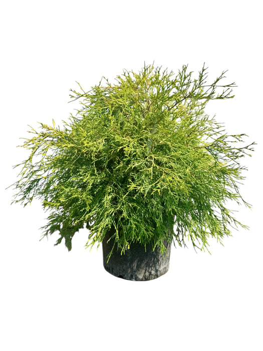 Gold Mop Cypress