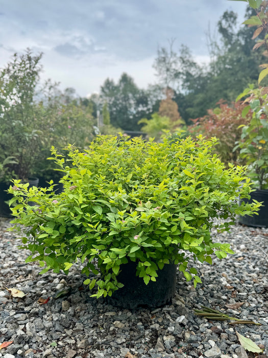 Goldmound Spirea