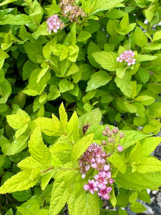 Goldmound Spirea