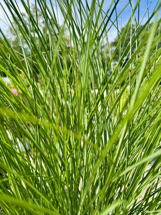 Gracillimus Maiden Grass