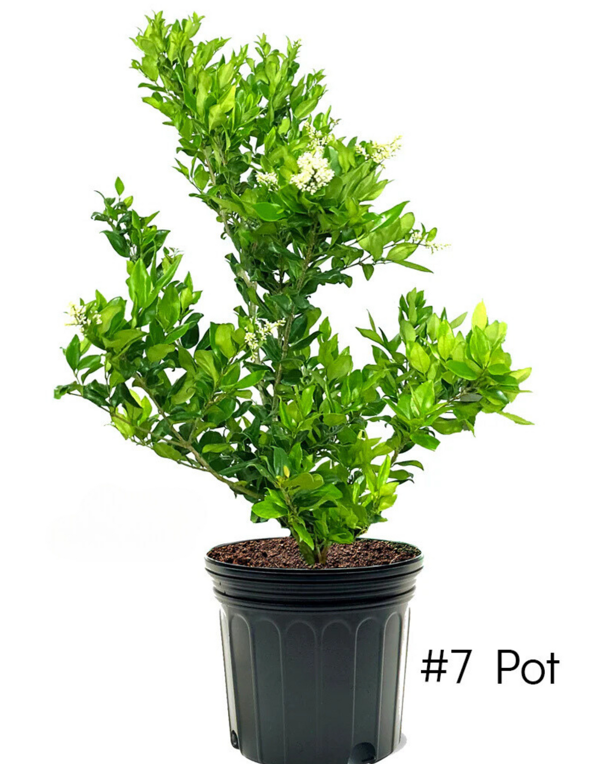 Waxleaf Privet For Sale Online! | Fast-Growing Hedge! — Gardens of