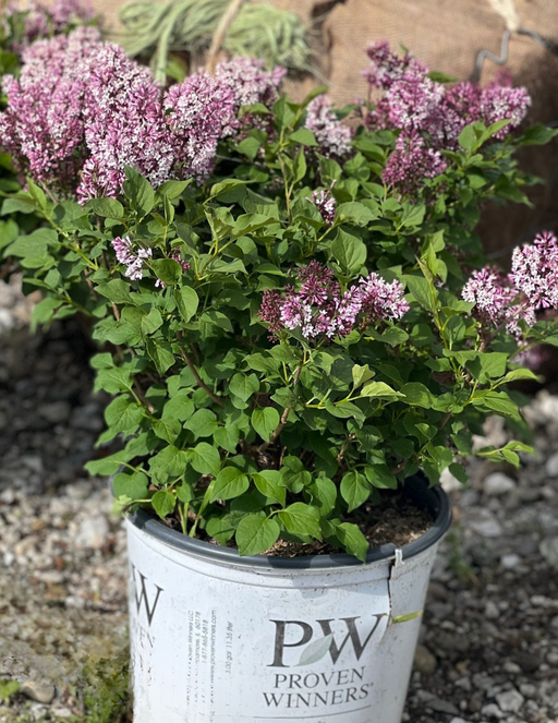 Spice Baby Korean Spice Viburnum