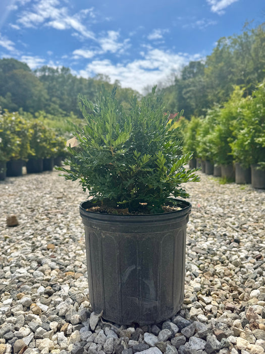 Green Gem Boxwood
