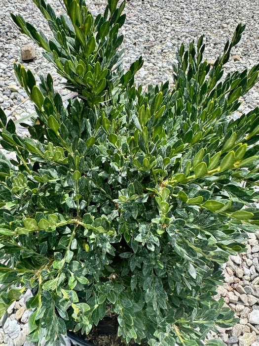 Green Gem Boxwood