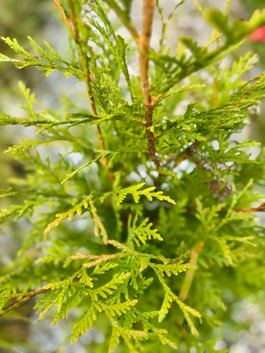 Green Giant Arborvitae