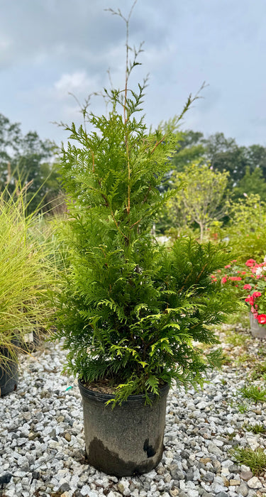 Green Giant Arborvitae