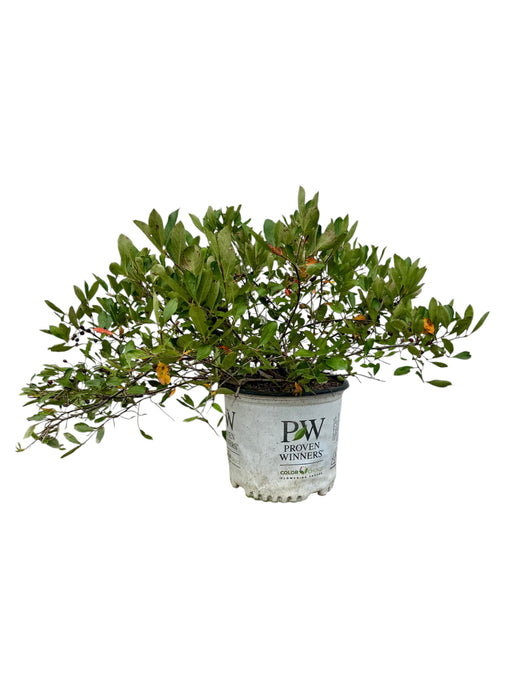 Ground Hug® Chokeberry Aronia