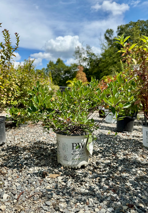 Ground Hug® Chokeberry Aronia