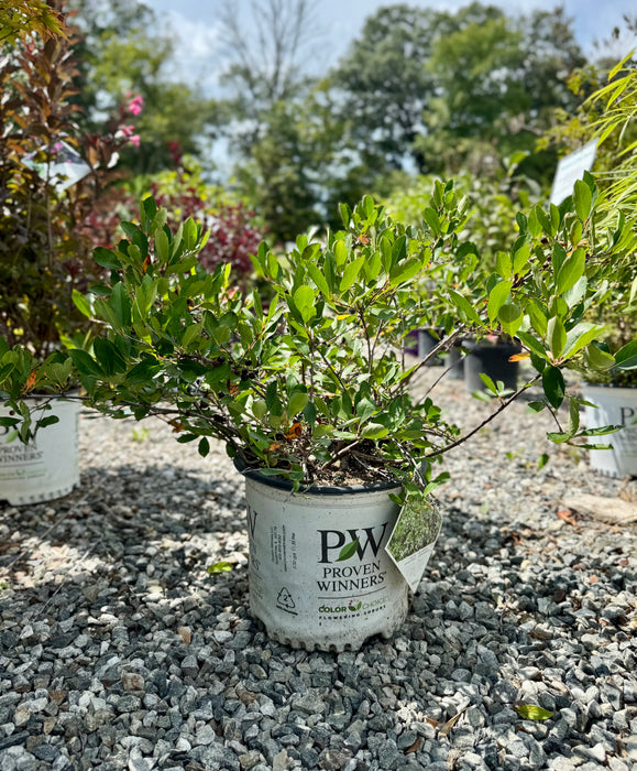 Ground Hug® Chokeberry Aronia