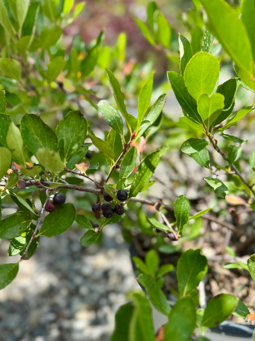 Ground Hug® Chokeberry Aronia