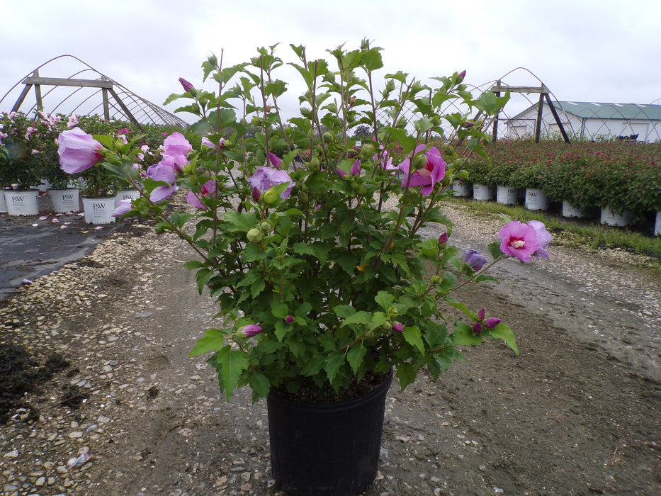 Minerva Rose of Sharon