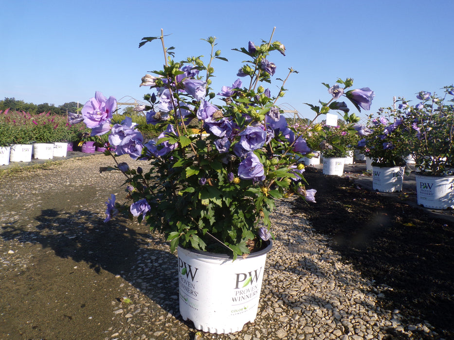 Blue Chiffon® Rose Of Sharon