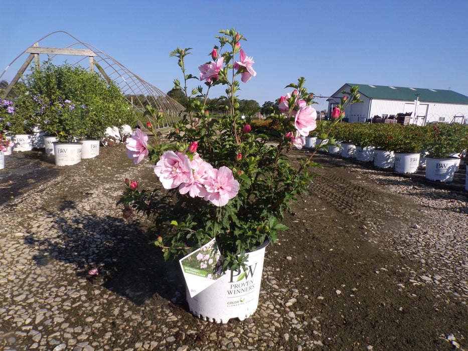 Pink Chiffon Rose Of Sharon