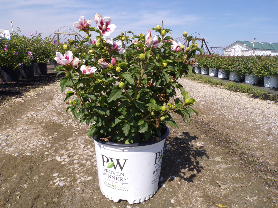 Lil' Kim® Rose of Sharon (Hibiscus)