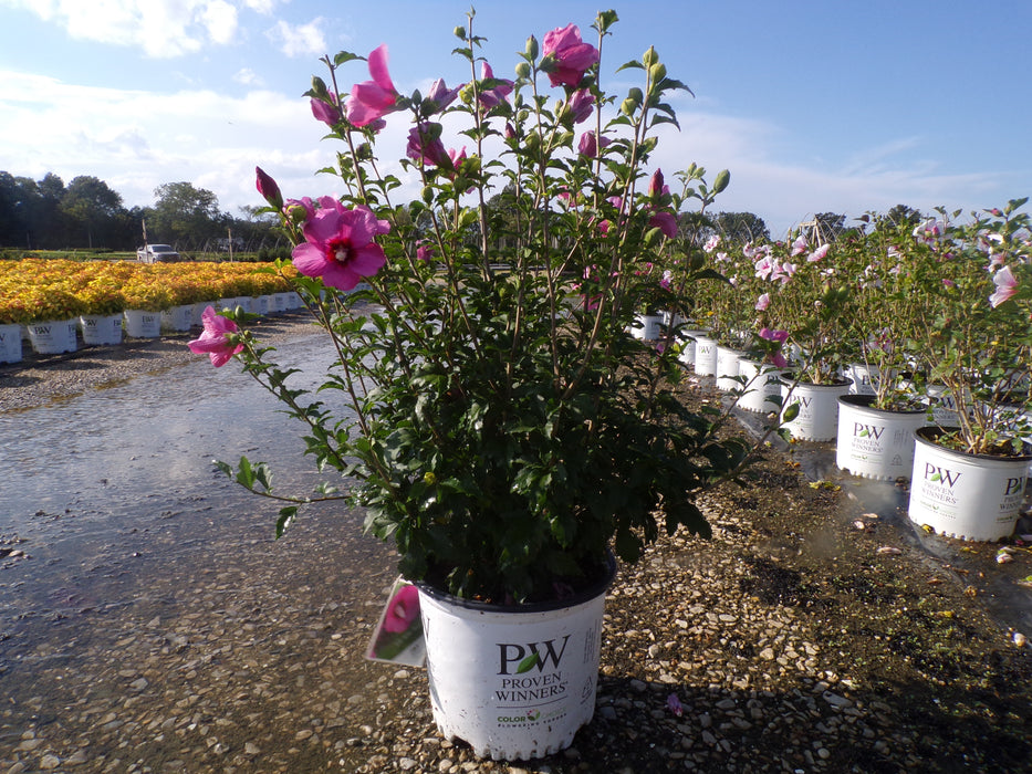 Lil Kim Red Rose Of Sharon