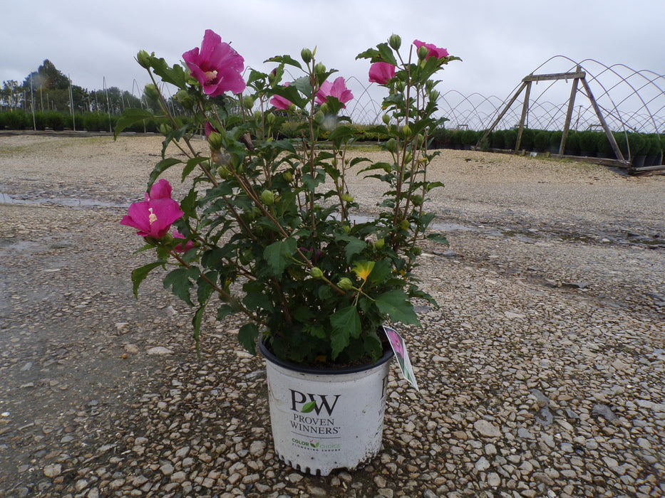 Paraplu Rouge Hibiscus (Rose of Sharon)
