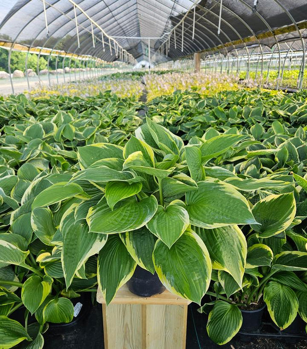 Aureo Marginata Hosta