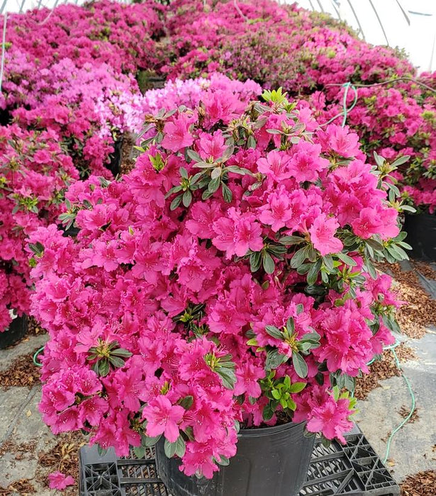 Girard's Fuchsia Azalea