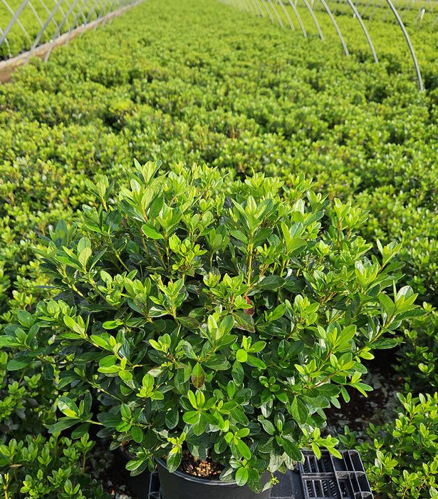 Girard's Fuchsia Azalea