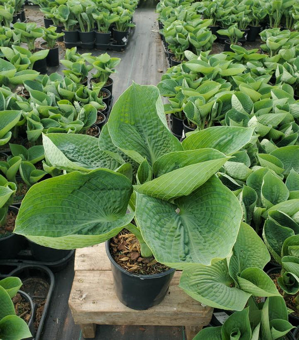 Big Daddy Hosta
