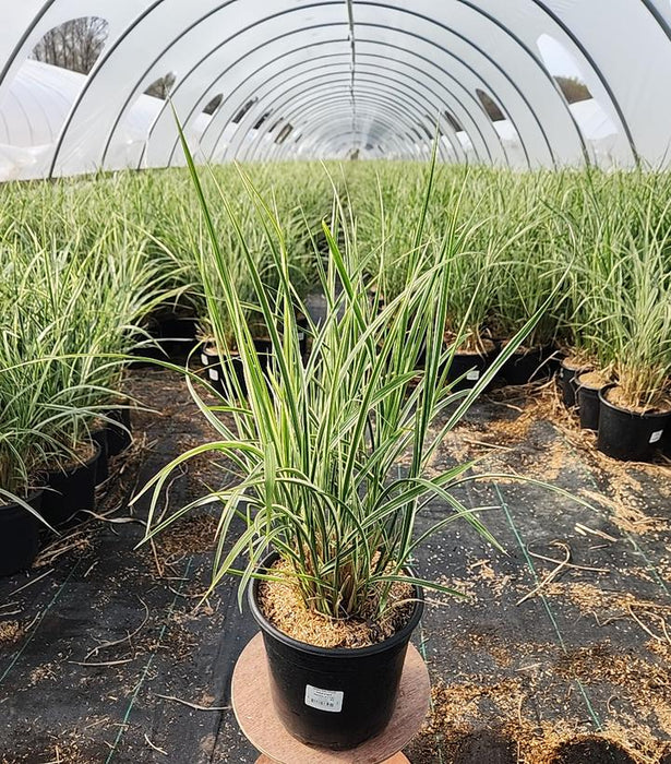 Rigoletto Maiden Grass