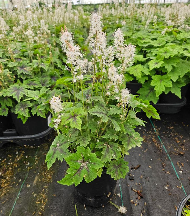 Fingerpaint Foamflower