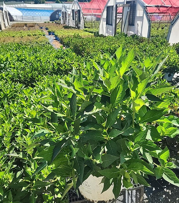 Let's Dance Can Do!® Hydrangea