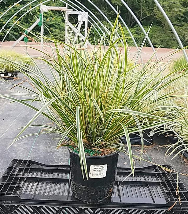 EverColor® Everglow Sedge
