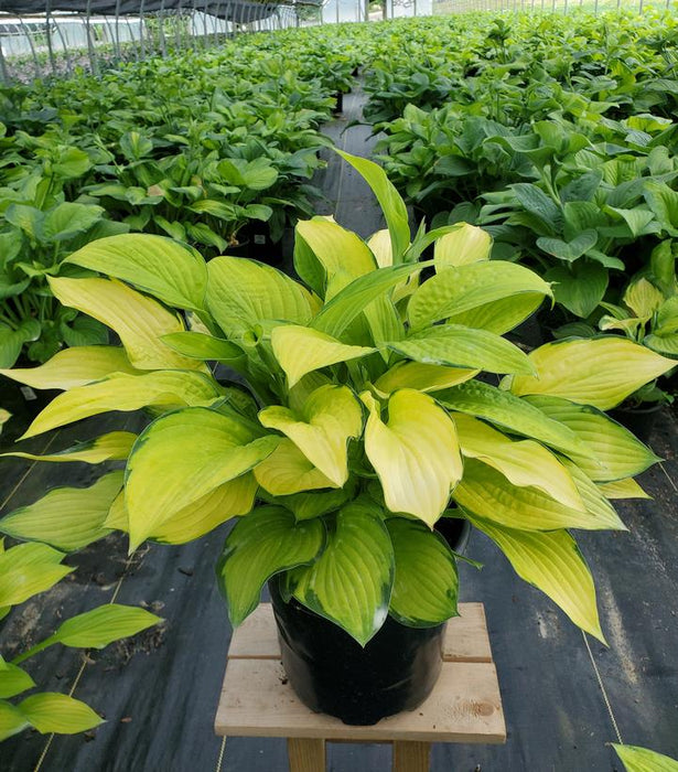 Gold Standard Hosta