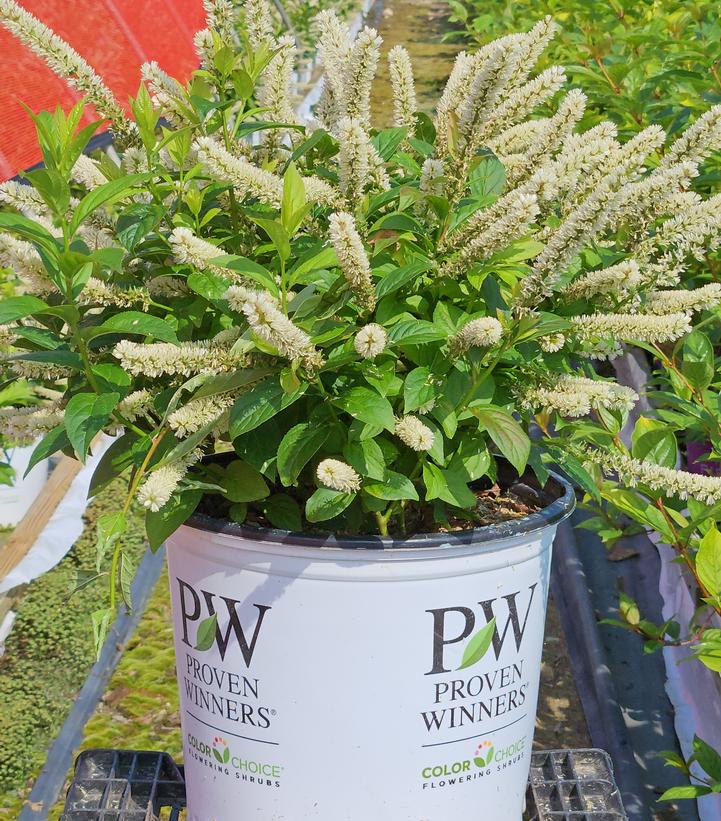 Fizzy Mizzy Sweetspire (Itea) For Sale Online | White Flower