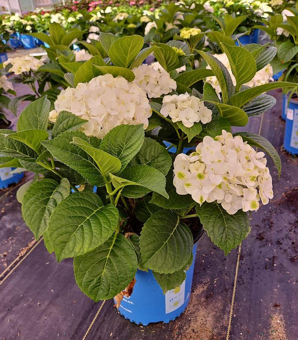 Grin and Tonic™ Hydrangea