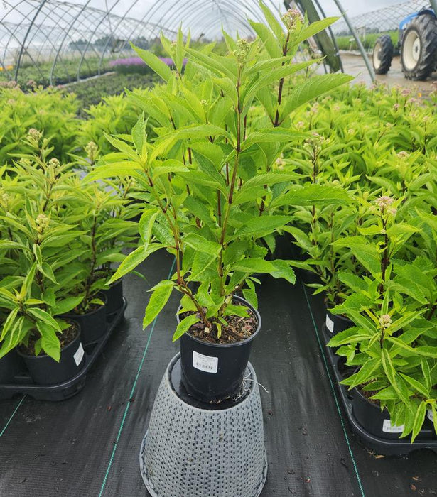 Little Pye Joe Pye Weed